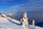 03 Abeti vestiti di bianca neve ghiacciata